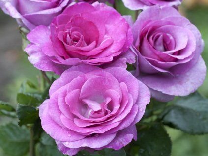 Violette Parfumee? Gpt 1