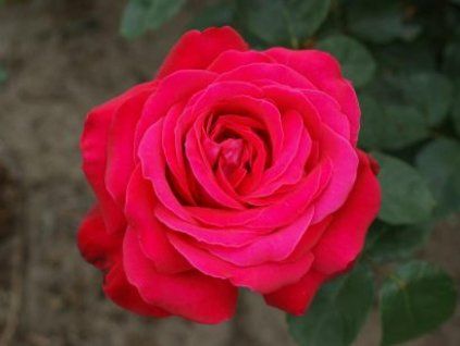 ada1f2.dame de coeur 3