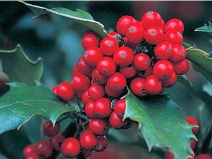 ilex x meserveae blue princess