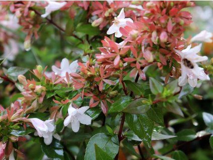 abelia grandiflora