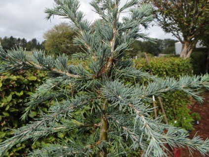 Cedr himalájský 'Bushes Electra' (Balení kontejner C9)