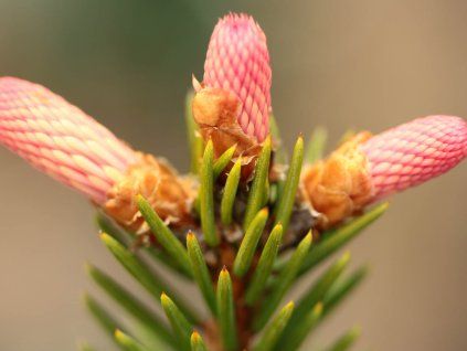 126364 roseospicata