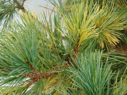 peuce aureovariegata2