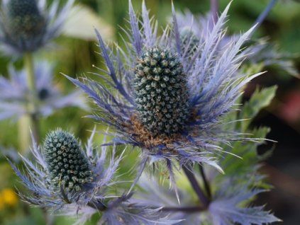 eryngium blue star