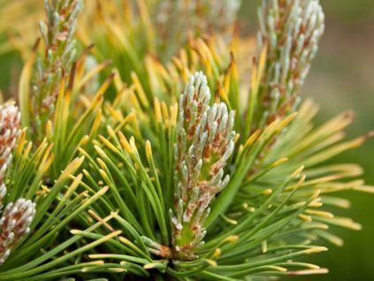 pinus mugo gold 3