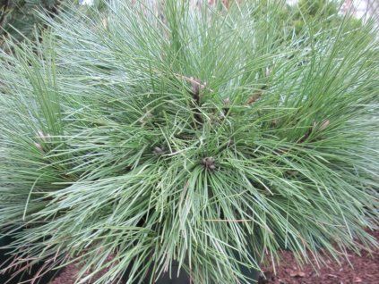 Pinus resinosa Pillnitz