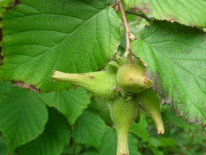 Corylus sieboldiana