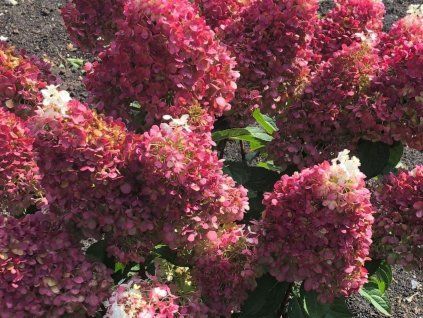 Hortensie paniculata lebendiger roter Samt