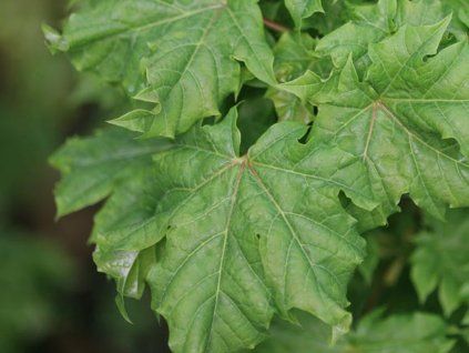 acer platanoides Marit 2