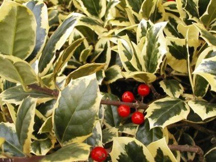 Ilex golden van tol