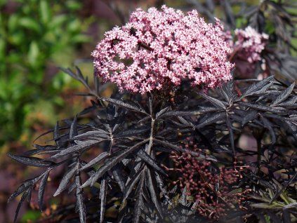 sambucus nigra cherry lace