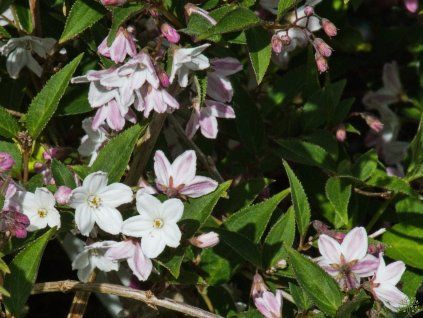 Deutzia purpurescens 'Kalmiiflora' (1)