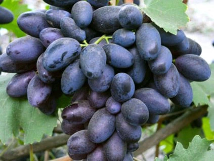 127909 reva vinna alvika