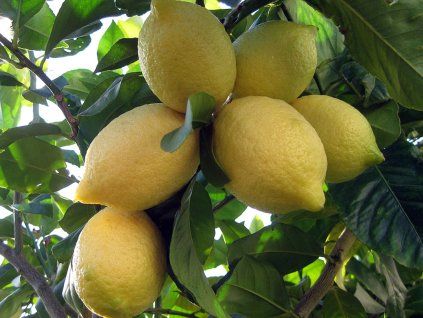 Citroník 'Lisbon' (Balení kontejner C2)