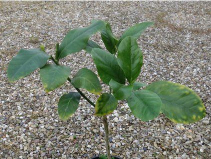 127948 citronik durko