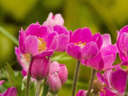Anemone 'Spring Beauty Pink'
