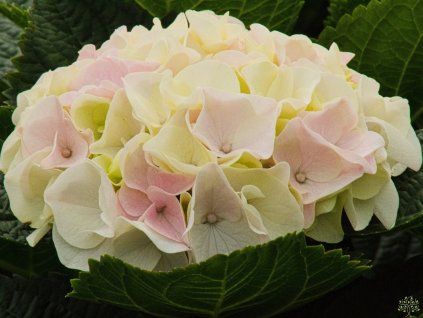 Hydrangea Diamond Pink (1)