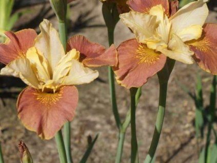 Iris Sibirica trinken Sie Ihren Tee