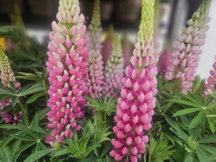 Lupinus 'Camelot Pink' (2)