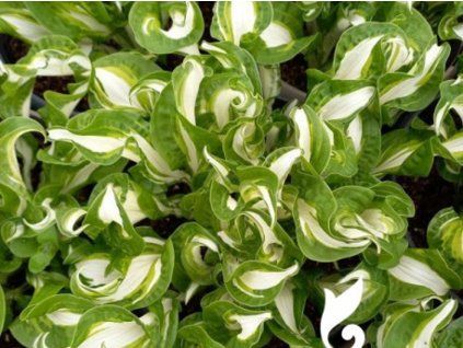 Hosta twisted spearmint