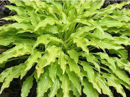 hosta Wiggles and Squiggles