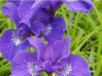 iris sibrica night breeze