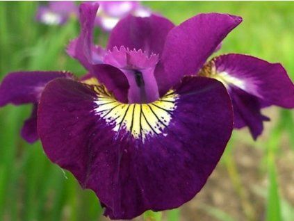 Iris Sibirica Sultan Ruby
