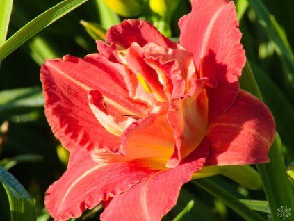 Hemerocalis Paprika Flame (2)