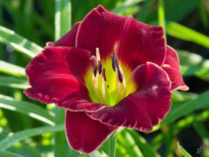 Hemerocallis Lil Red Wagon (1)