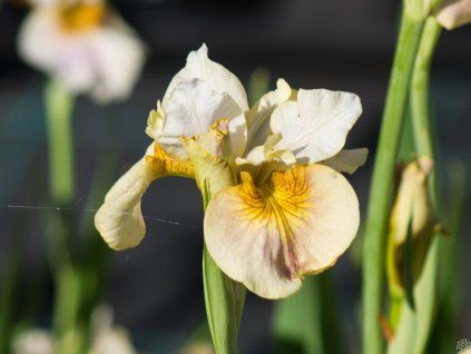 Iris sibirica Peacock Butterfly® 'White Amber' (2)