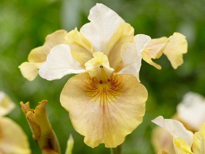 Iris sibirica white amber