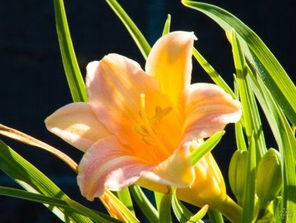 Hemerocalis Pink Wing (1)