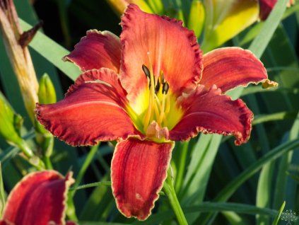 Hemerocallis Red Sakura (2)