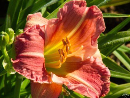 Hemerocallis EveryDaylily 'Rose'® (1)