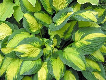 Hosta sweet heart