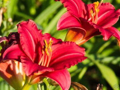 Hemerocalis Little Bussines (2)