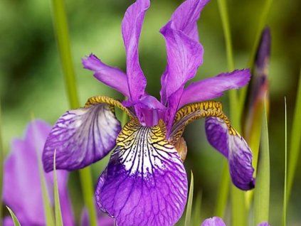 iris sibirica claret cup