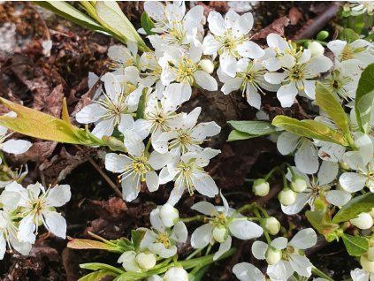 Višeň písečná (Balení kontejner p14)