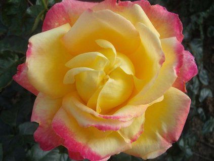 Rose 'Pullman Orient Express' (Spezialverpackung)