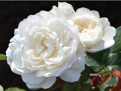 Rose 'William and Catherine®' (Spezielle Verpackung)