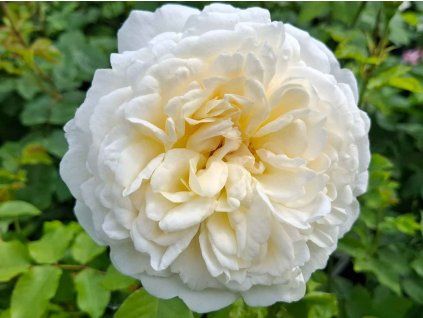 Rose 'Tranquillity®' (Spezialverpackung)