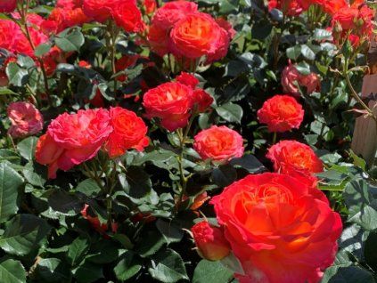 Rose 'Vulcano' (Spezialverpackung)