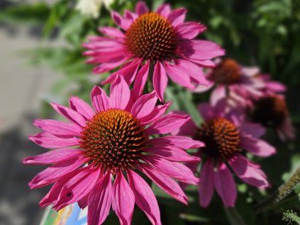 Echinacea Flirty