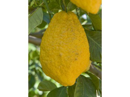 Citrus 'Peretta' (Balení kontejner C2)