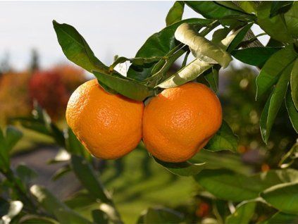 Mandarinka 'Malvasio' (Balení kontejner C2)