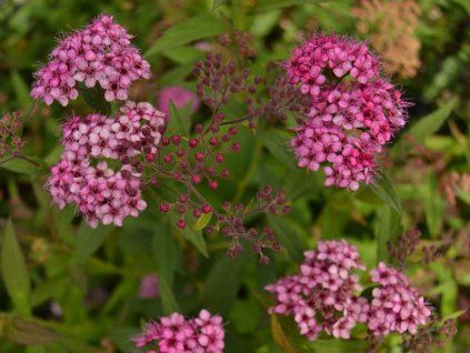 133432 tavolnik japonsky anthony waterer