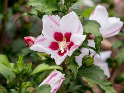 133438 ibisek syrsky mathilde