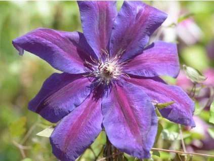 133456 plamenek grzes