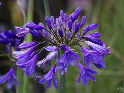 Agapanthus Ever Sapphire (2)