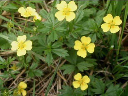 134844 mochna natrznik potentilla erecta
